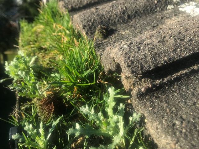 gutter-cleaning-4